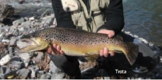 Pesca in Alta Val Trebbia